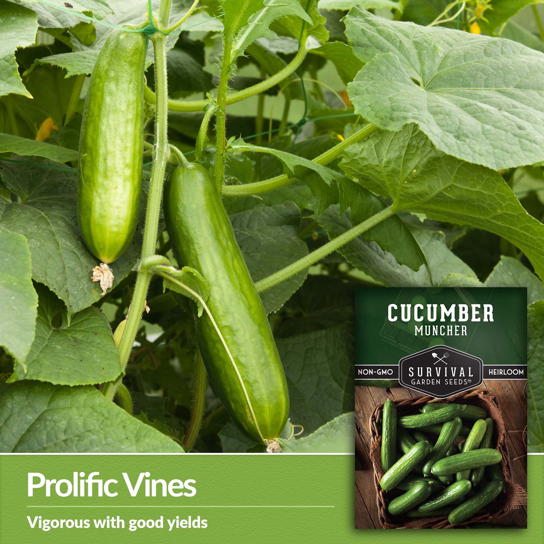Survival Garden Seeds Muncher Cucumber Seeds - Thumbnail 3