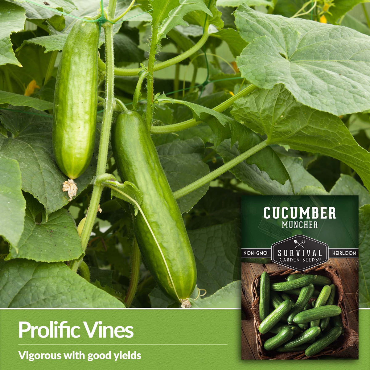 Muncher Cucumber seeds produce prolific vines with good yields