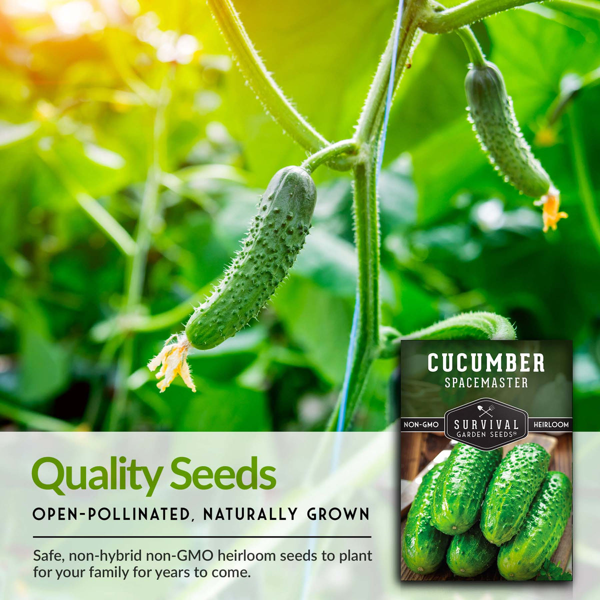 Open pollinated non-gmo heirloom cucumber seeds