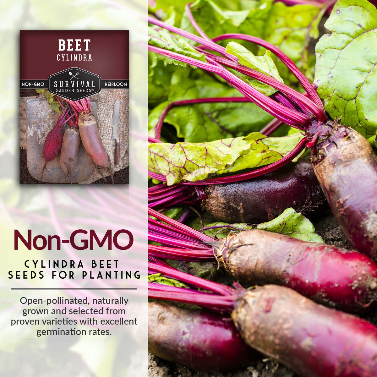 Non-GMO heirloom beet for planting