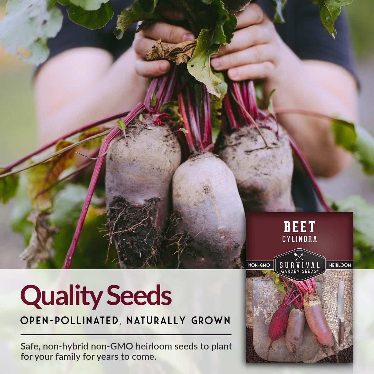 Open pollinated quality Cylindra beet seeds