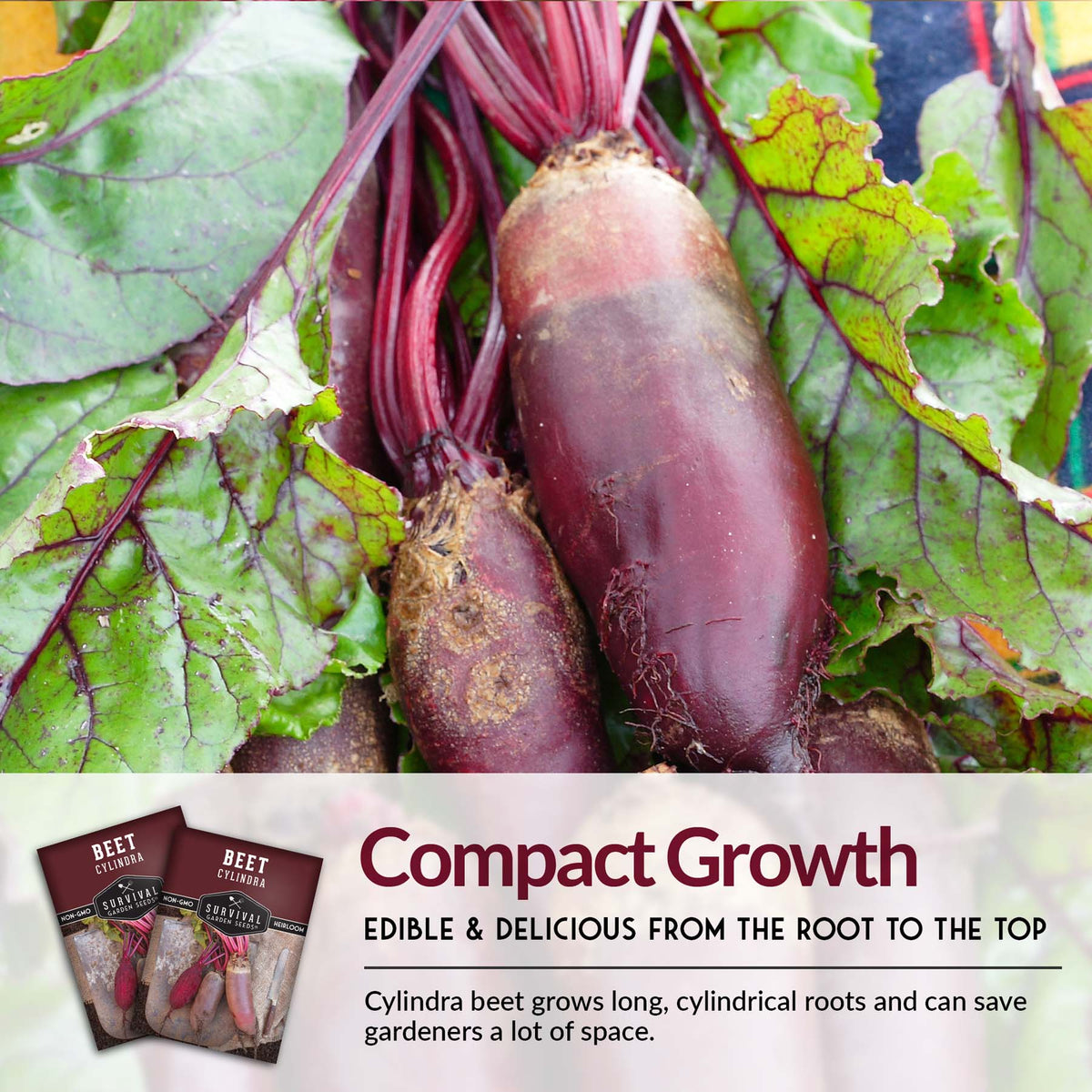 Cylindra Beets are edible  and delicious from the root to the top