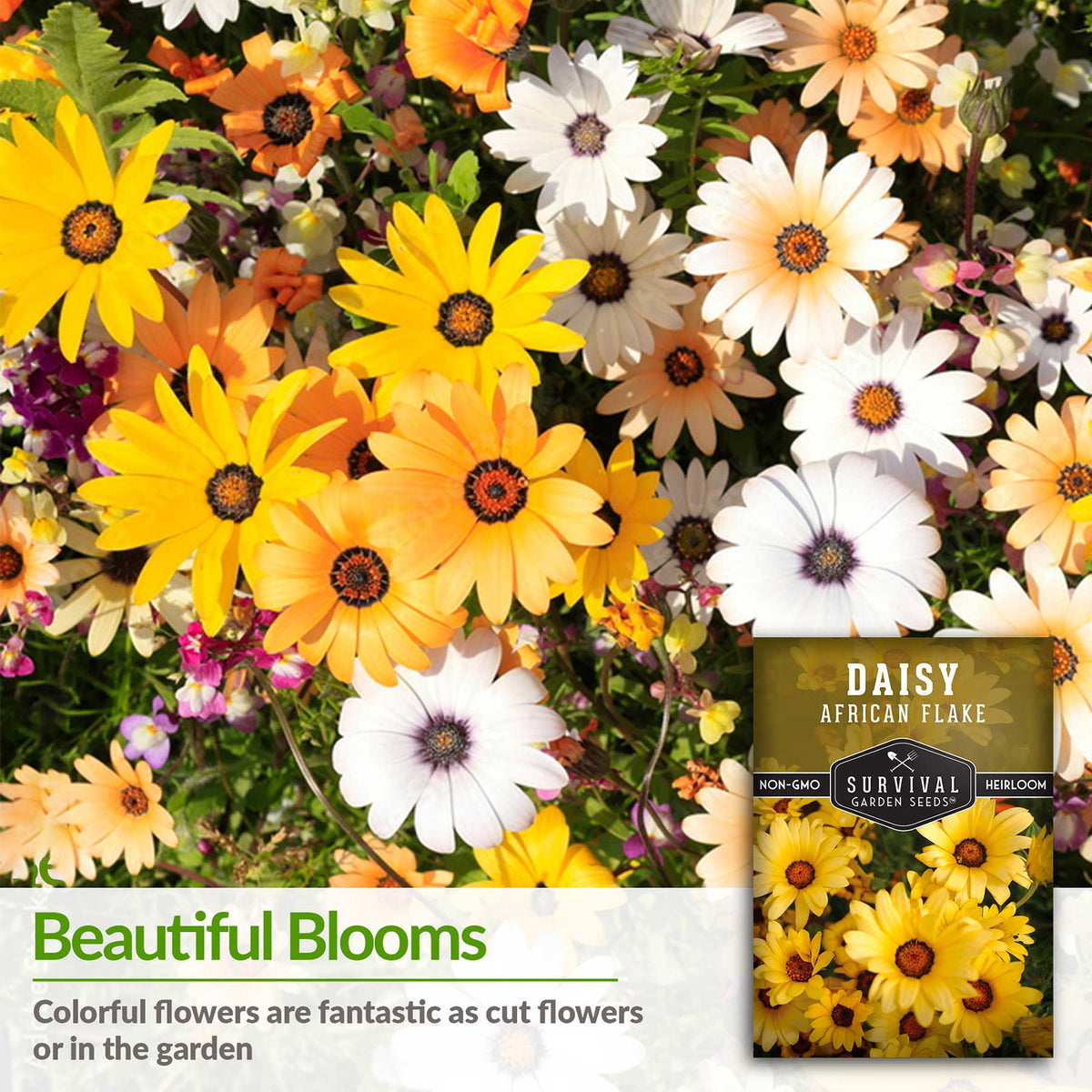 beautiful blooms, daisies are great cut flowers