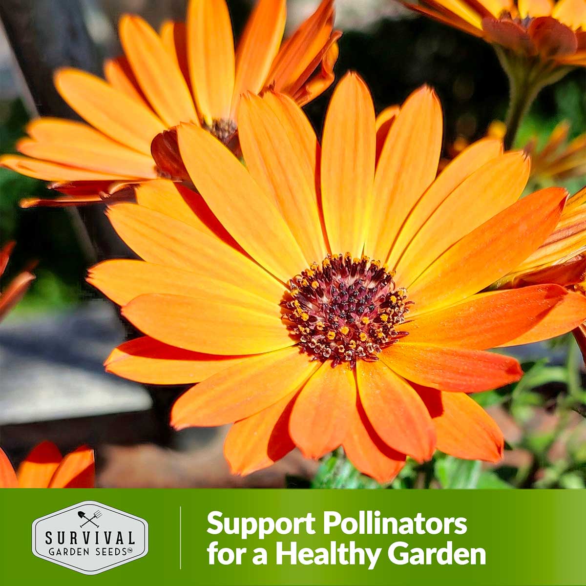 African Flake Daisies support pollinators for a healthy garden