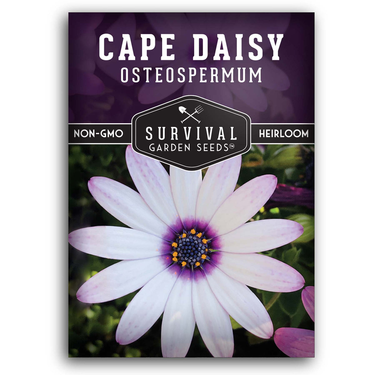 Cape Daisy flower seeds