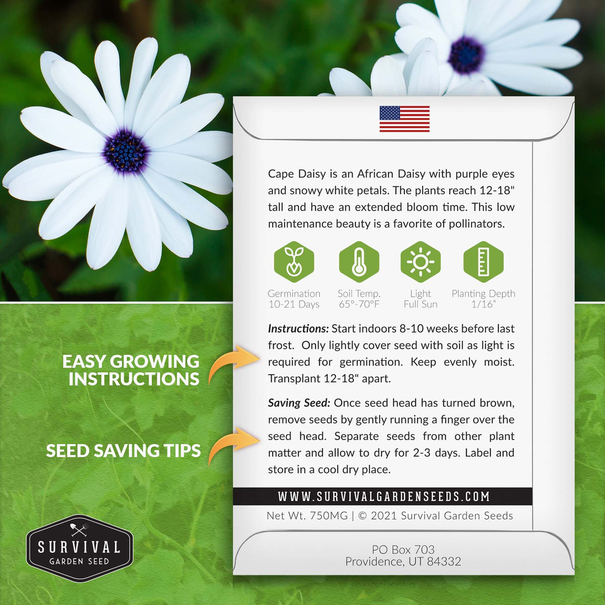 Cape Daisy growing instructions