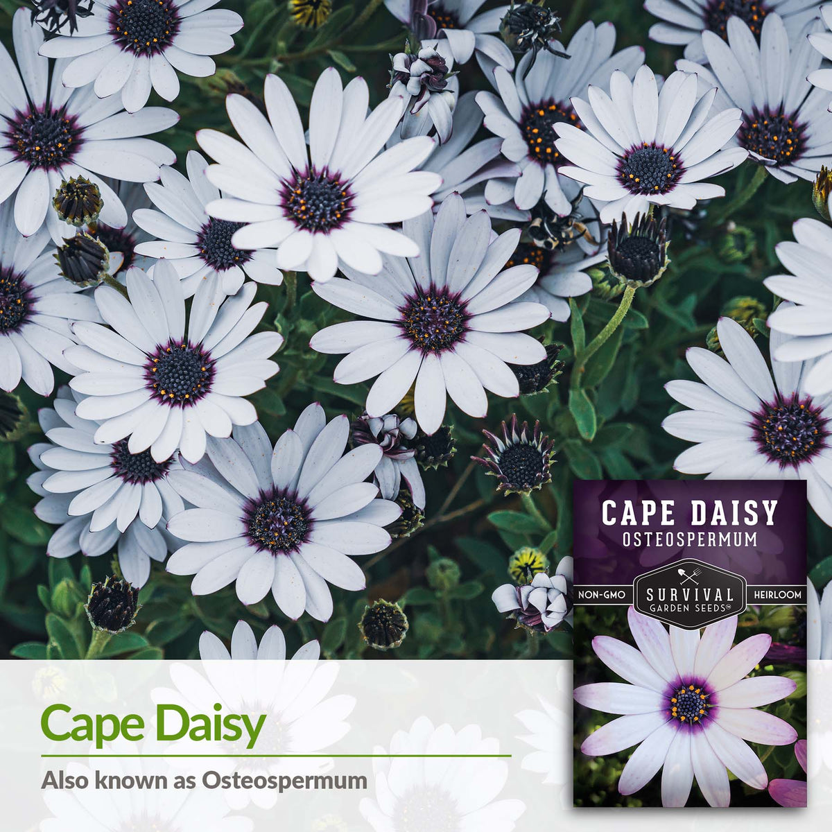 Cape Daisy is also known as Osteospermum