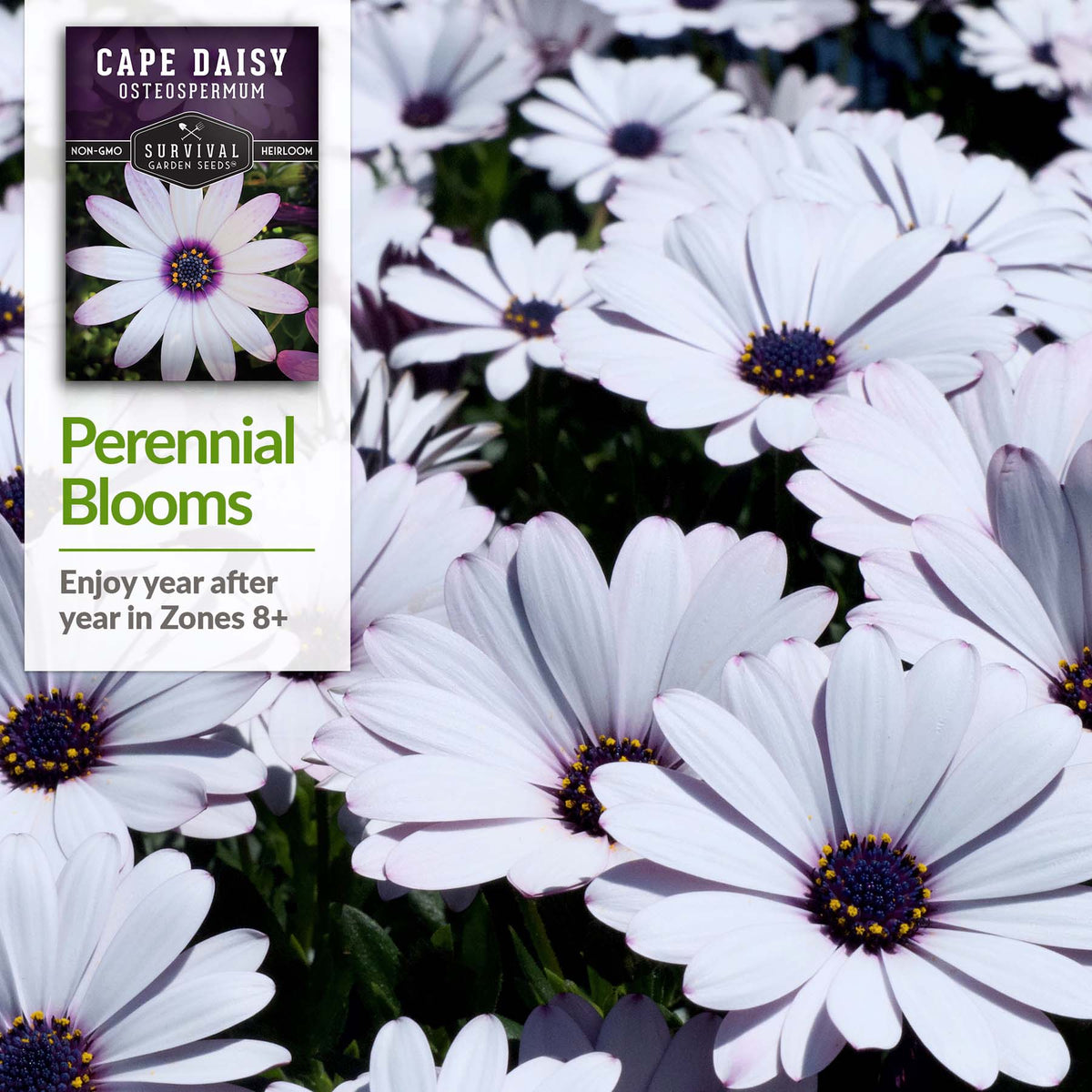 Cape Daisy is perennial in zones 8+