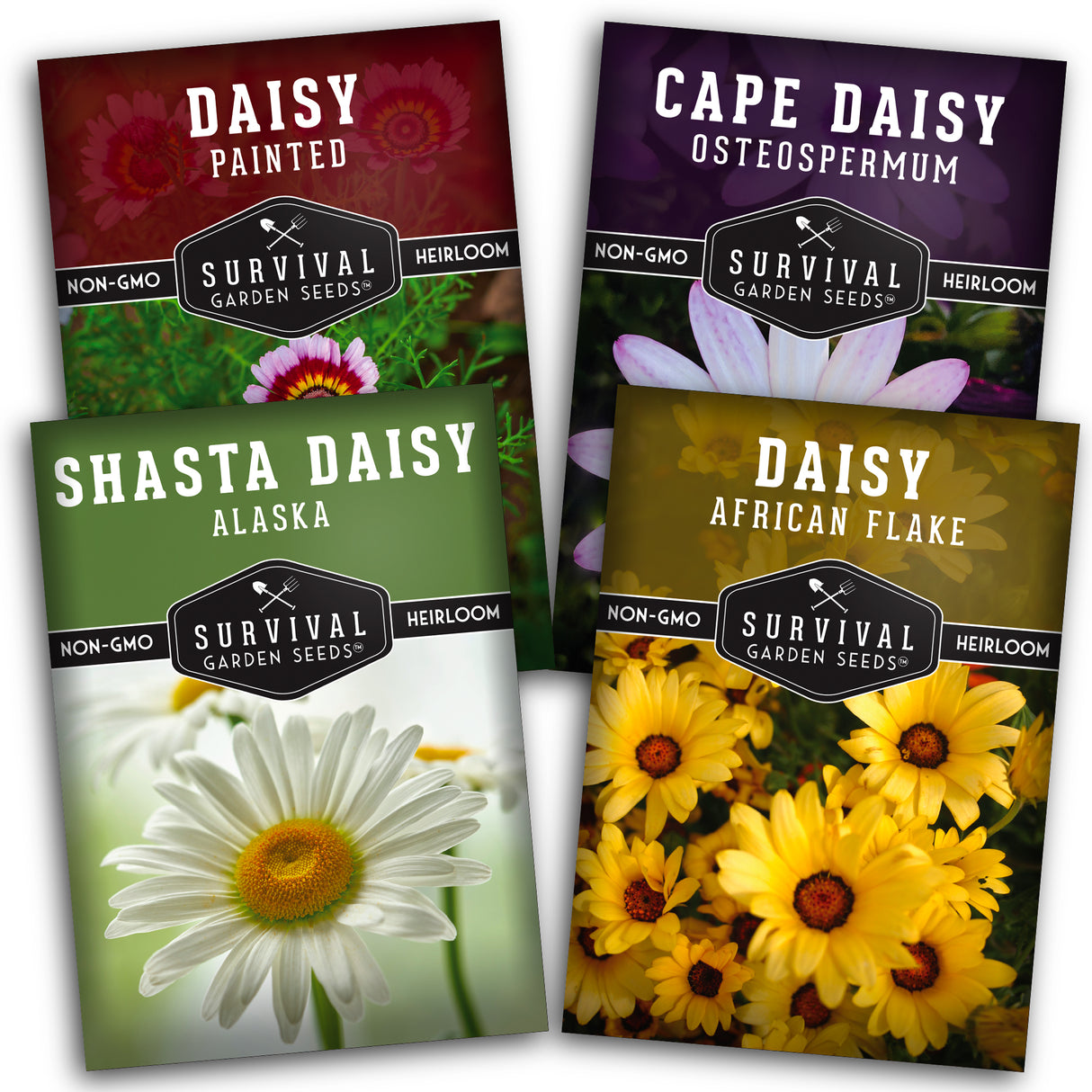 Daisy Seed Collection - 4 Colorful Daisies