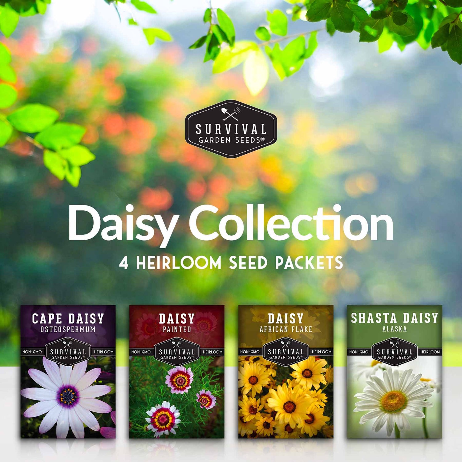 Daisy Seed Collection - 4 Colorful Daisies – SurvivalGardenSeeds