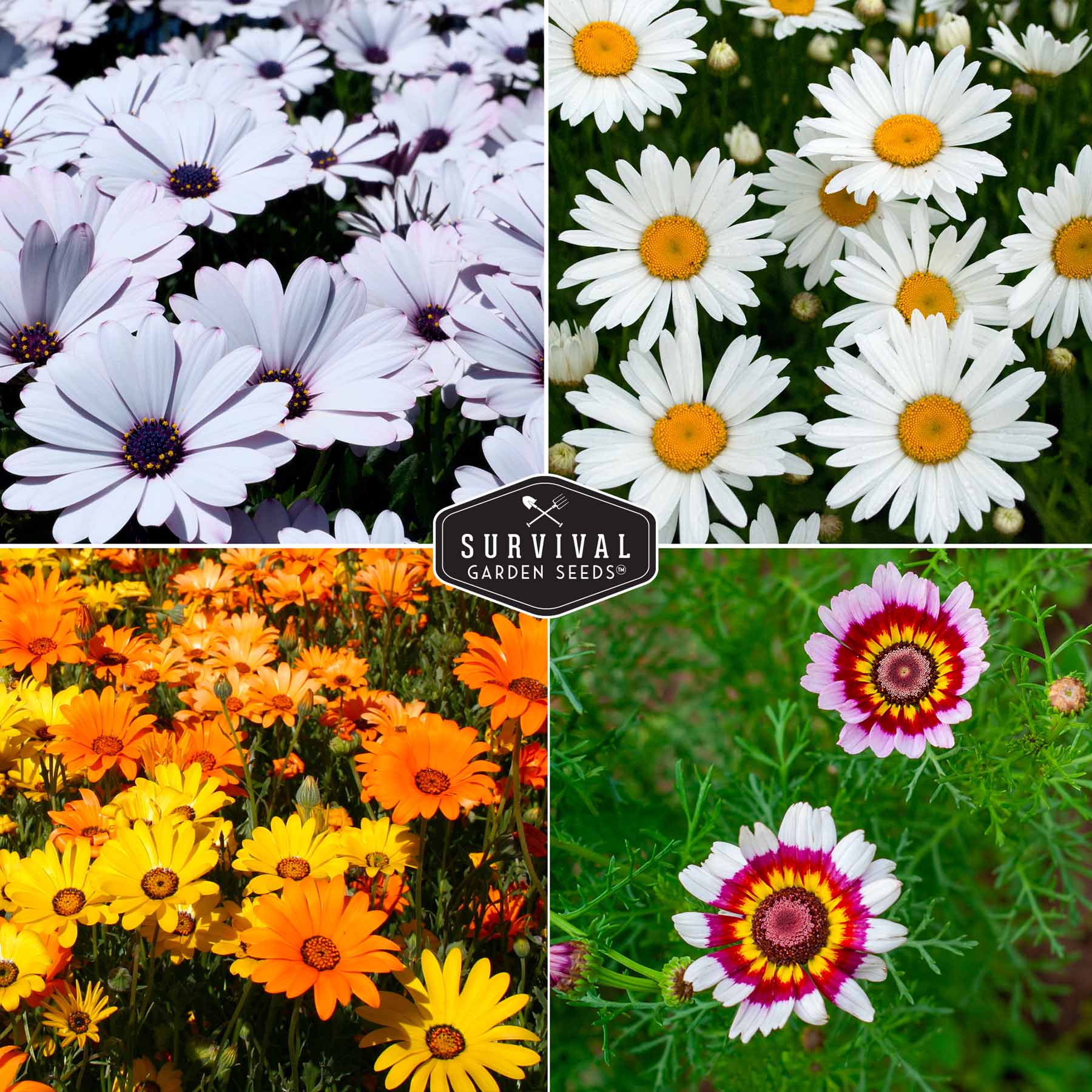 Daisy Seed Collection – SurvivalGardenSeeds