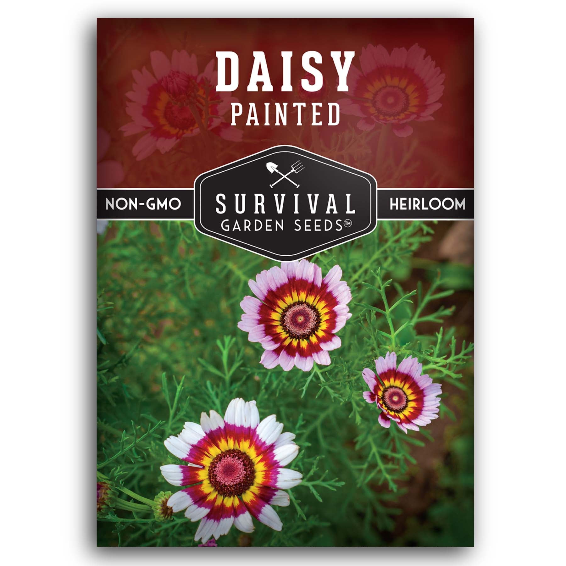 Survival Garden Seeds Painted Daisy Seeds - Thumbnail 2