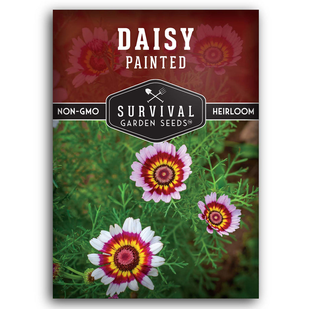 Fleabane Daisy Flower Seeds Dainty Daisy, Aspen Daisy, Showy Daisy,  Heirloom Seeds, Cut Flowers, Craft Flowers, Cottage Garden, Non-gmo -   Canada