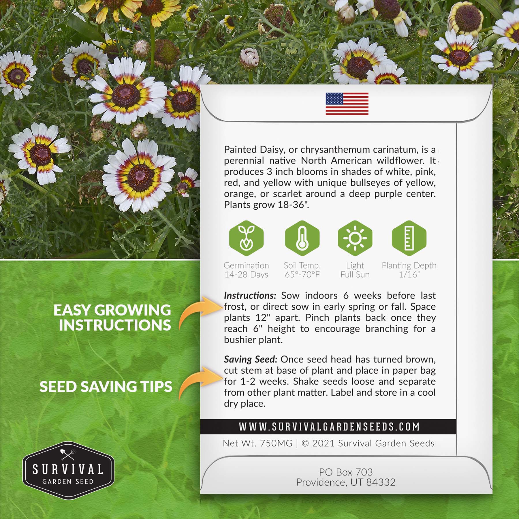 Survival Garden Seeds Painted Daisy Seeds - Thumbnail 5