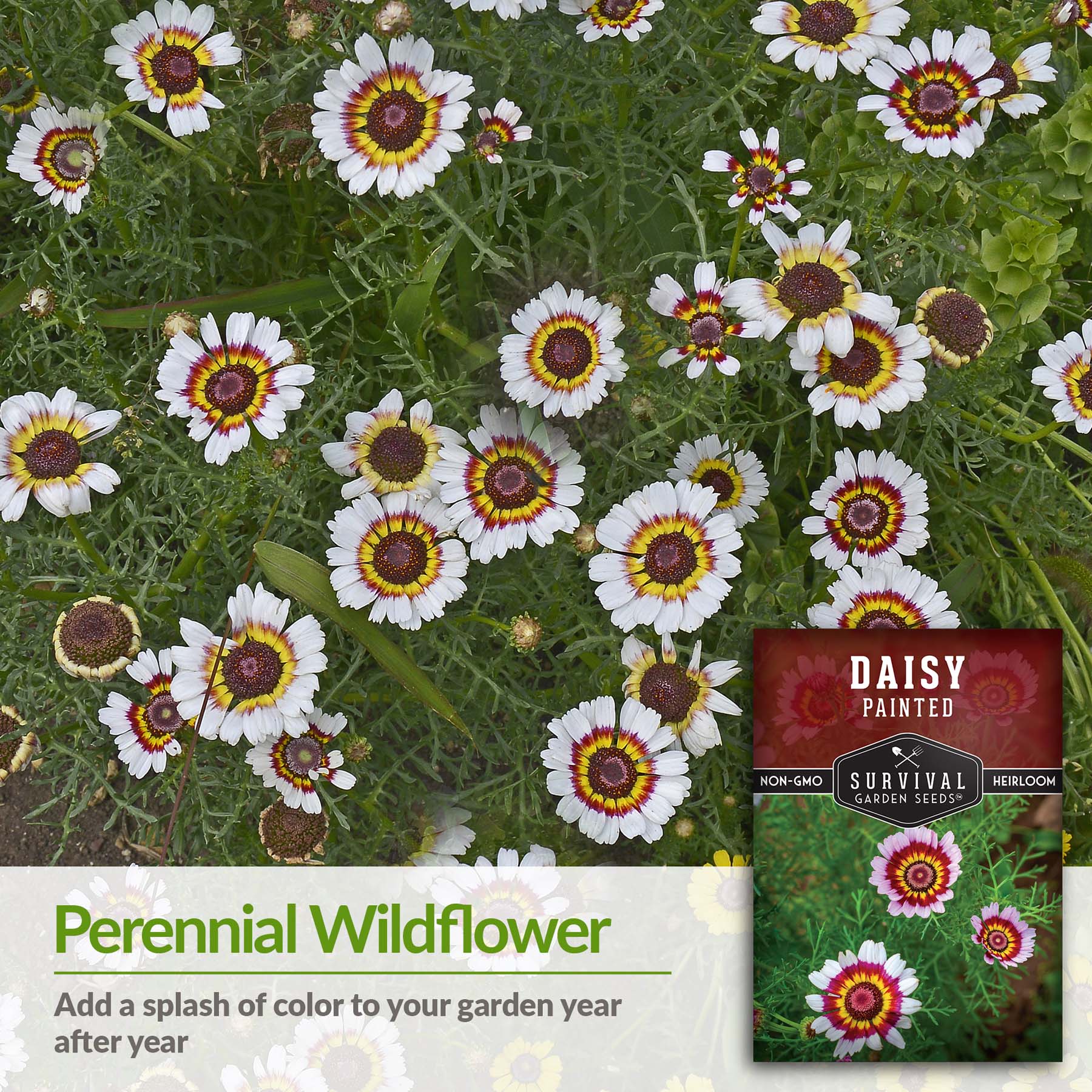 Survival Garden Seeds Painted Daisy Seeds - Thumbnail 3