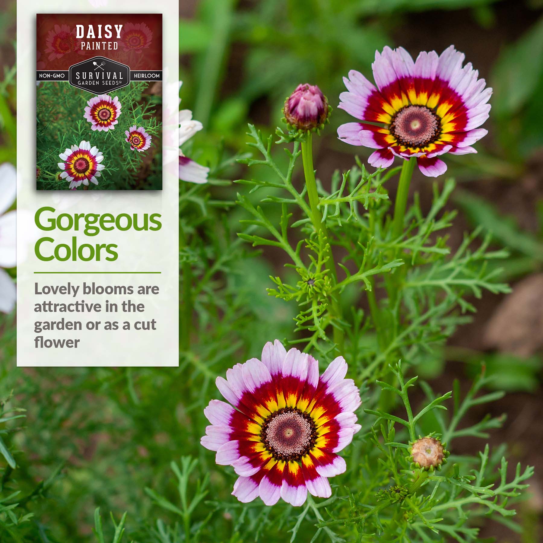 Survival Garden Seeds Painted Daisy Seeds