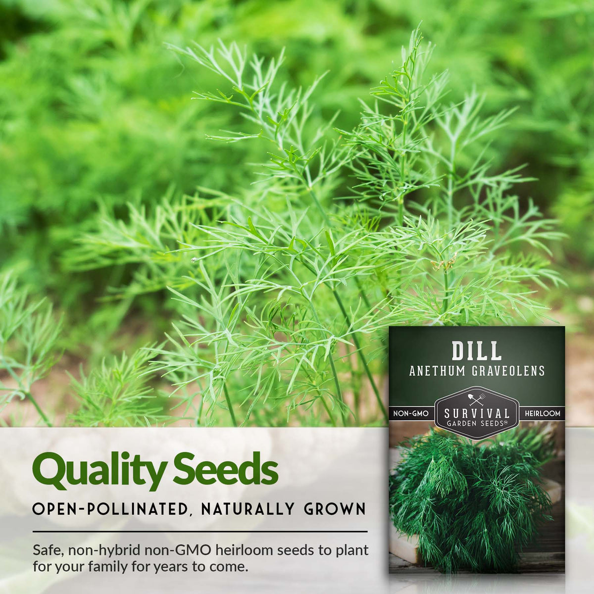 Open pollinated non-hybrid Dill seeds