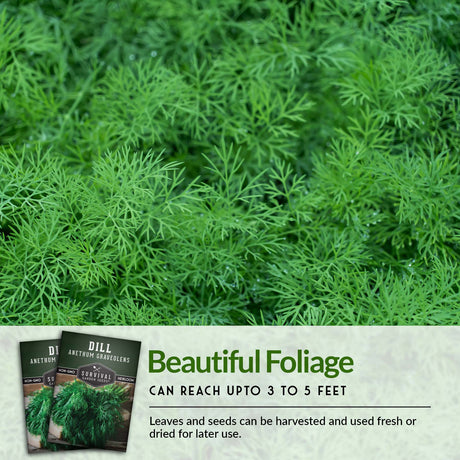 Dill has beautiful foliage