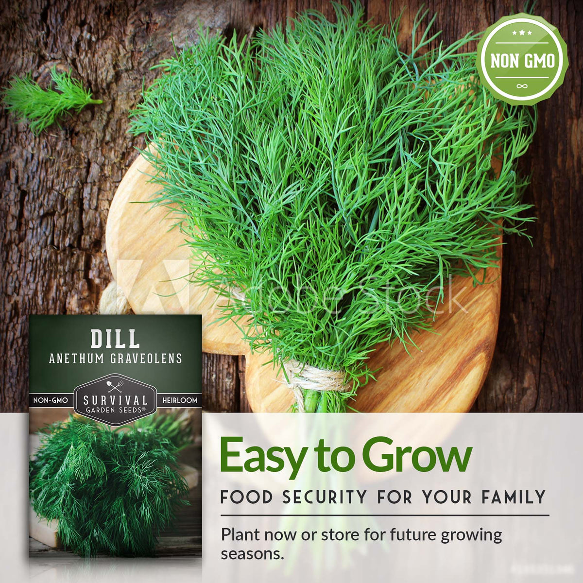 Dill is easy to grow