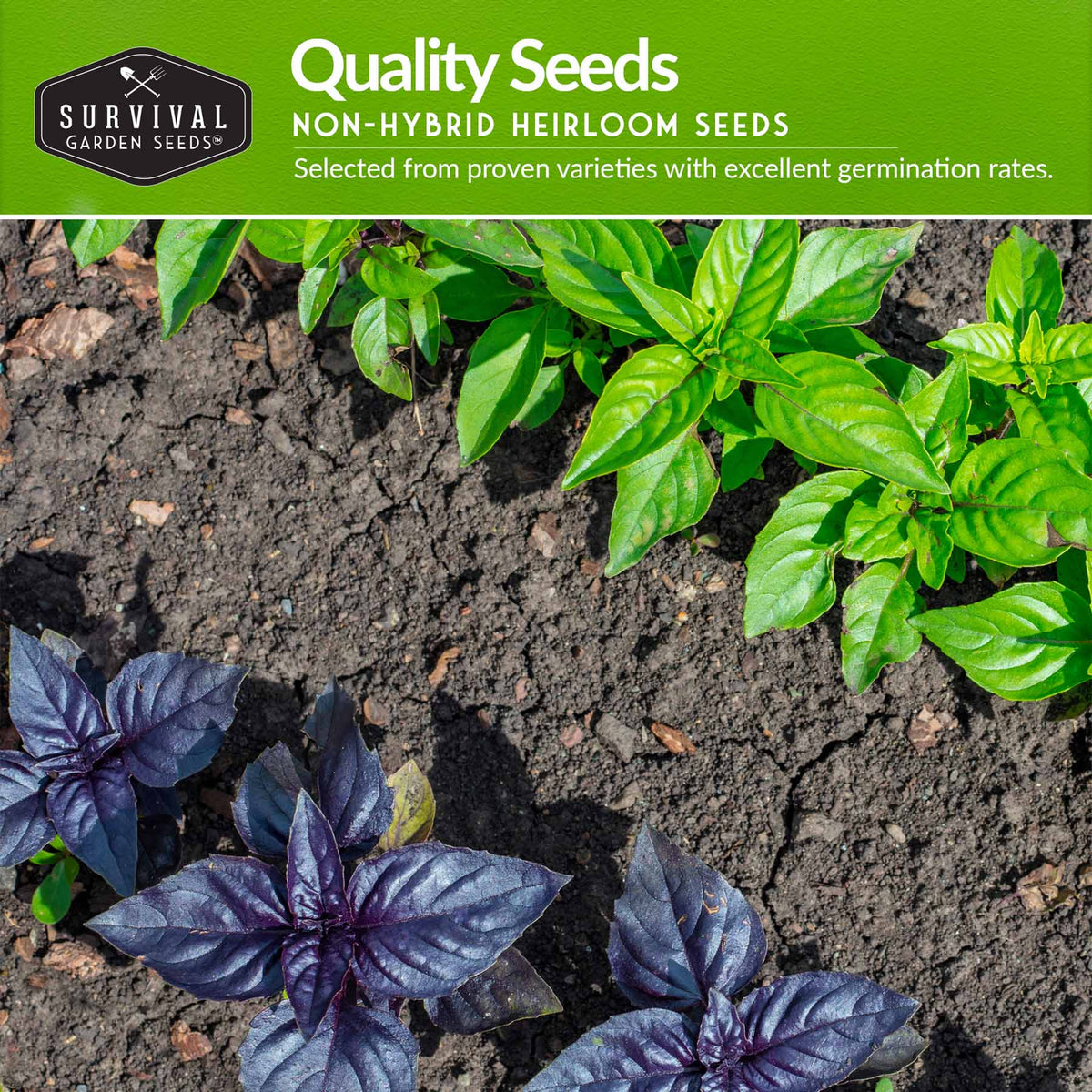 Quality non-hybrid heirloom seeds with proven germination