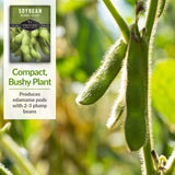 Midori Giant Soybean is a compact bushy plant with pods containing 2-3 beans