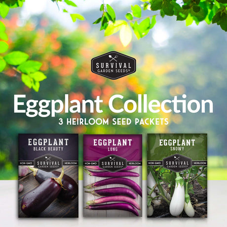 3 varieties of eggplant seed packets