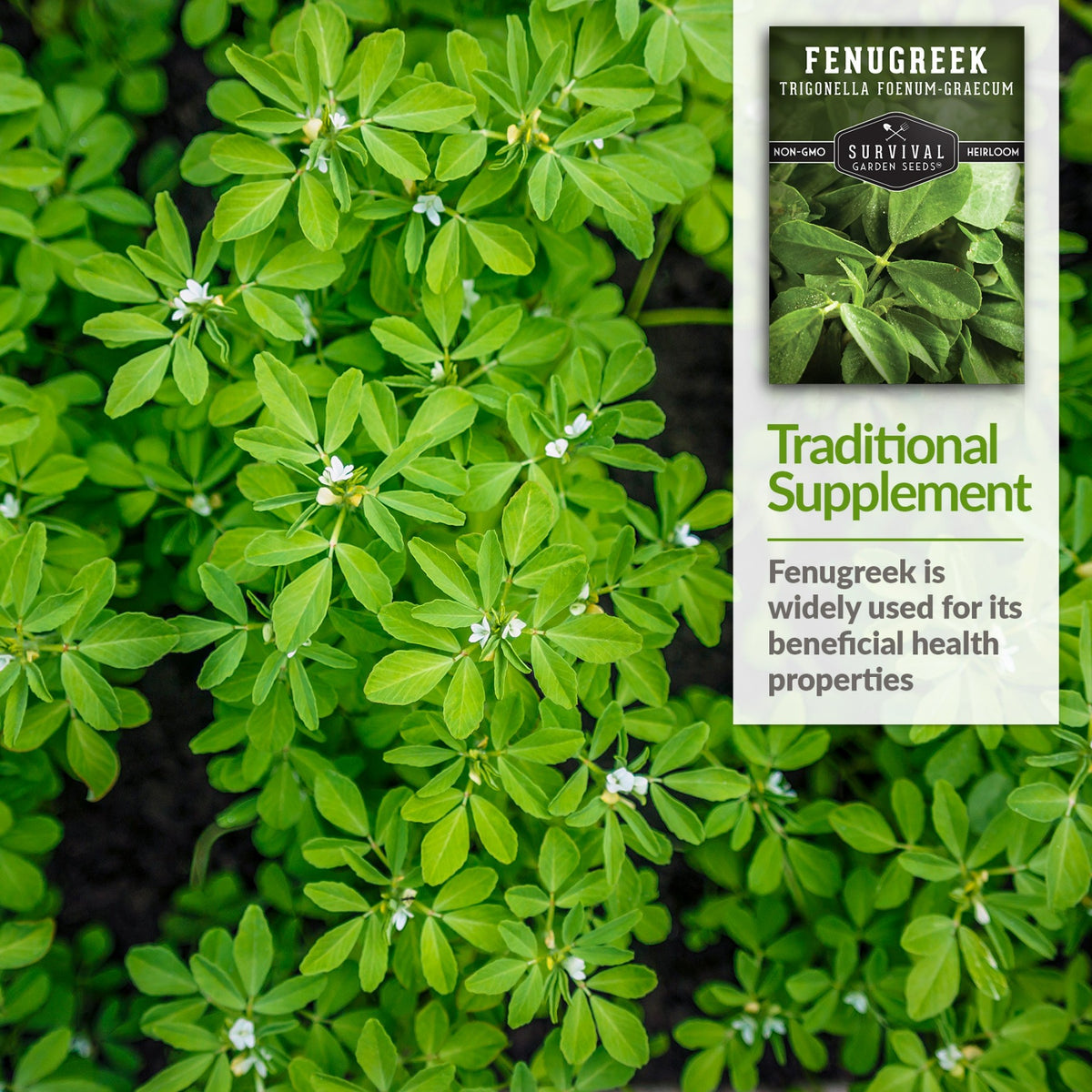 Fenugreek is widely used for its beneficial health properties