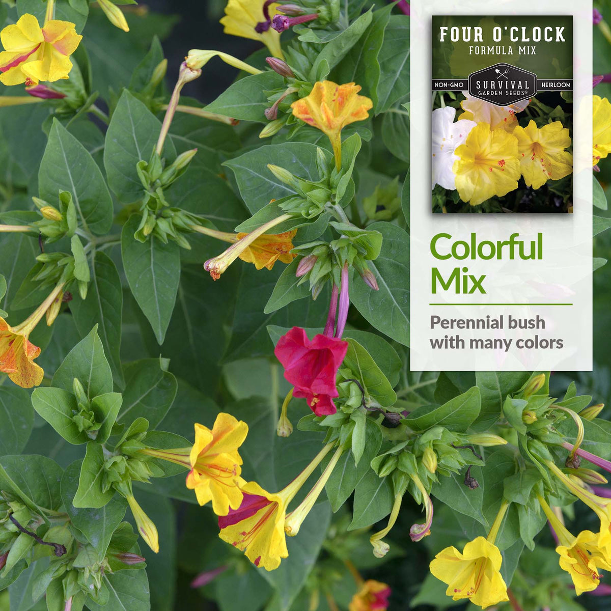 Four O&#39;Clock is a perennial bush with many different color blooms