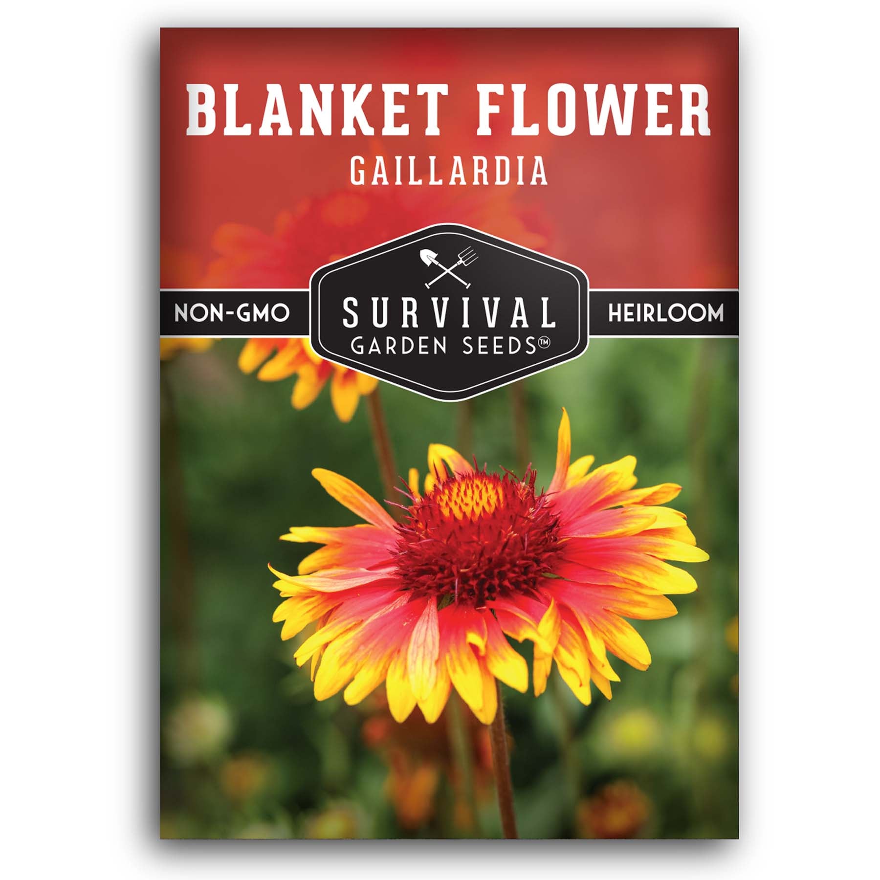 Blanket Flower - Gaillarda seeds for planting