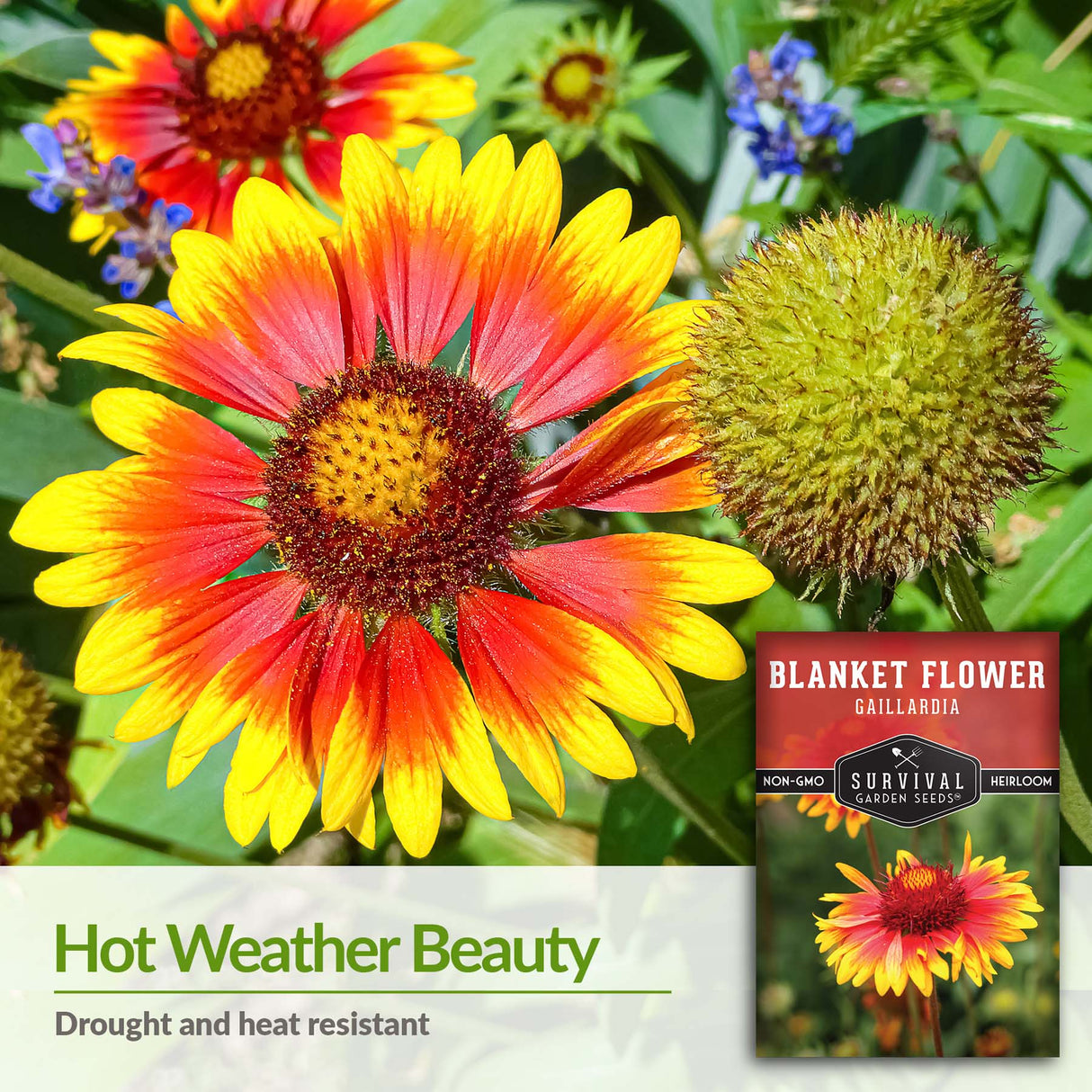 Blanket Flower is drought and heat resisstant