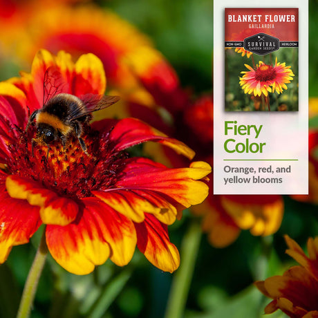 Gaillarda has orange, red and yellow blooms