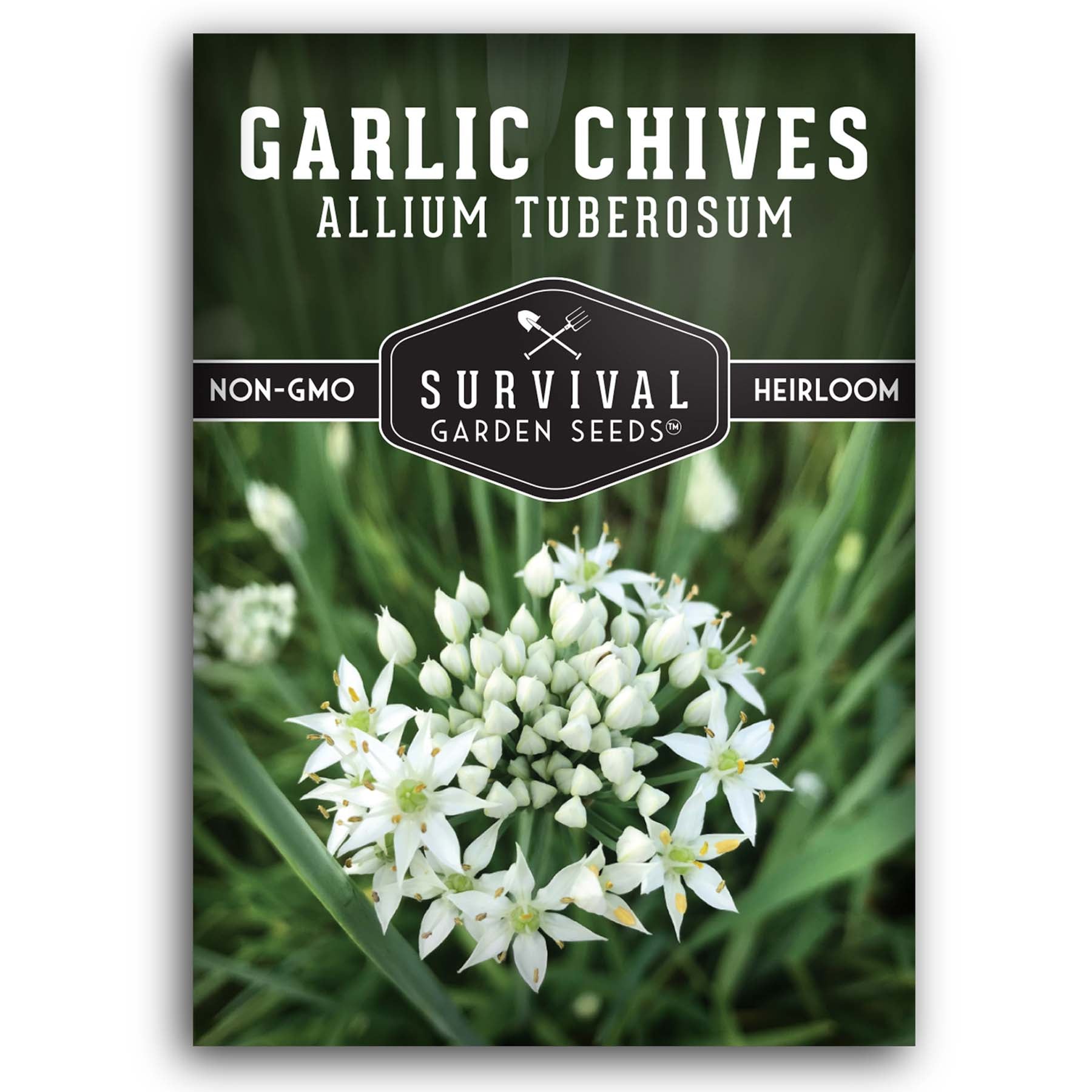 Garlic Chive Seeds for Planting 1 Packet
