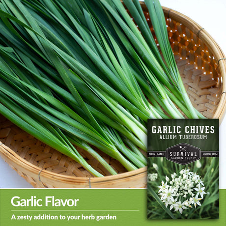 Garlic chives add a zesty garlic flavor 