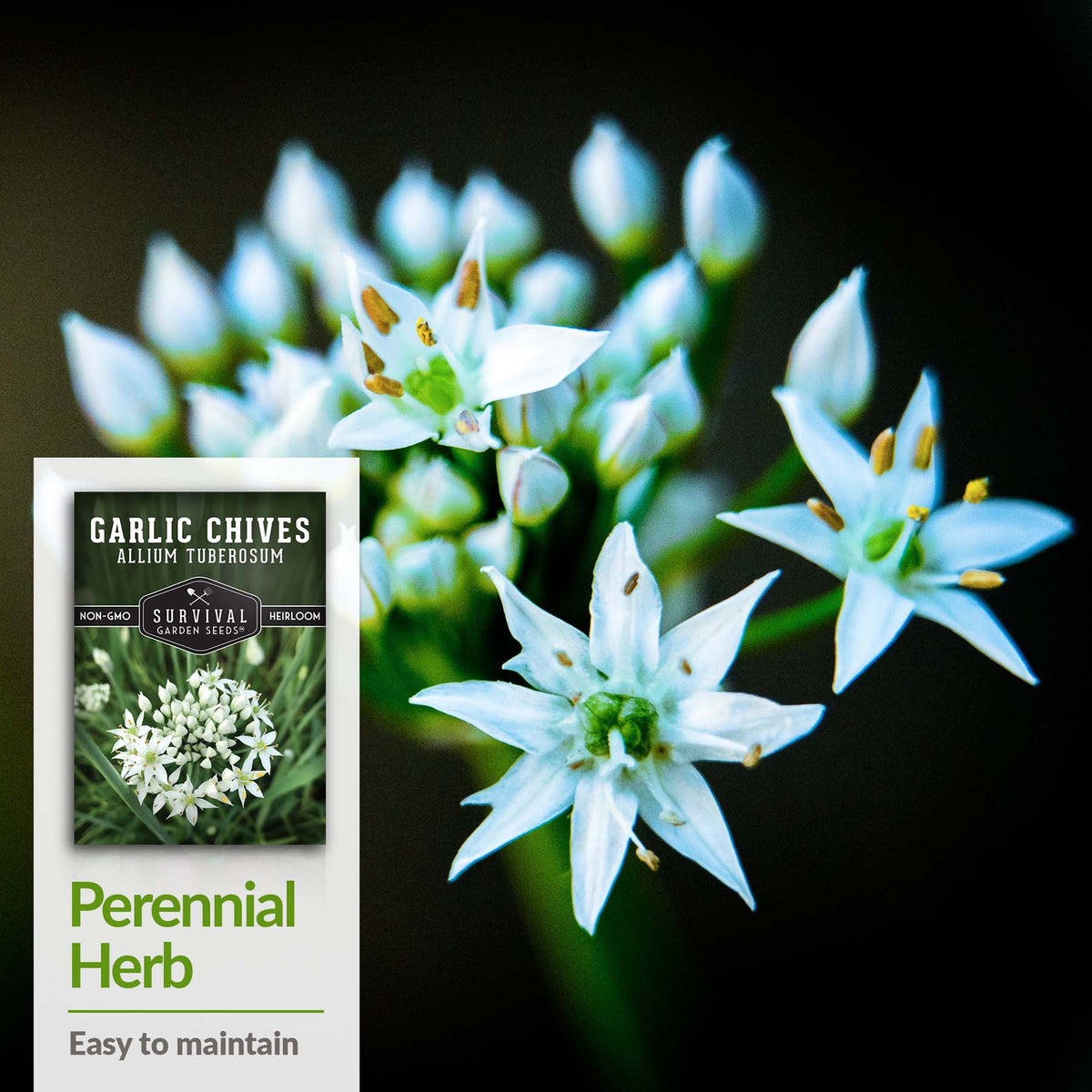 Garlic chives are an easy to maintain perennial herb