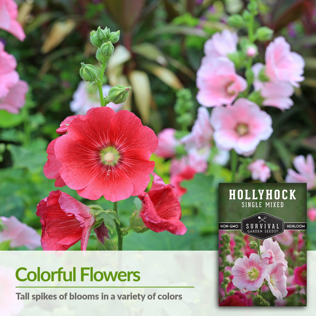 Hollyhocks produce tall spikes of blooms in a variety of colors