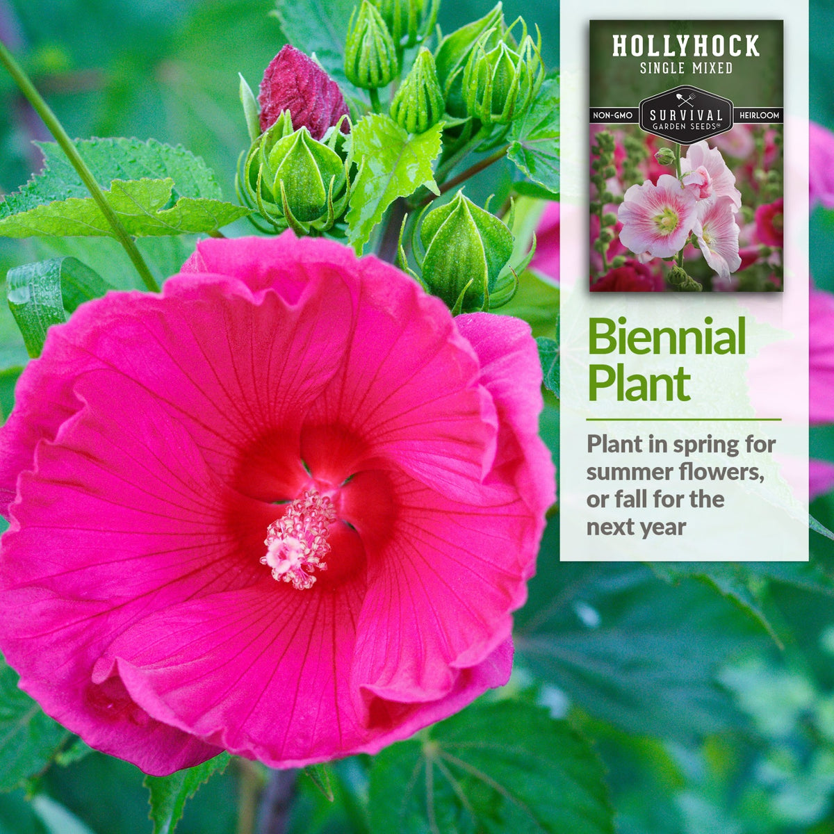 Plant Hollyhocks in spring for summer flowers or fall for the next year
