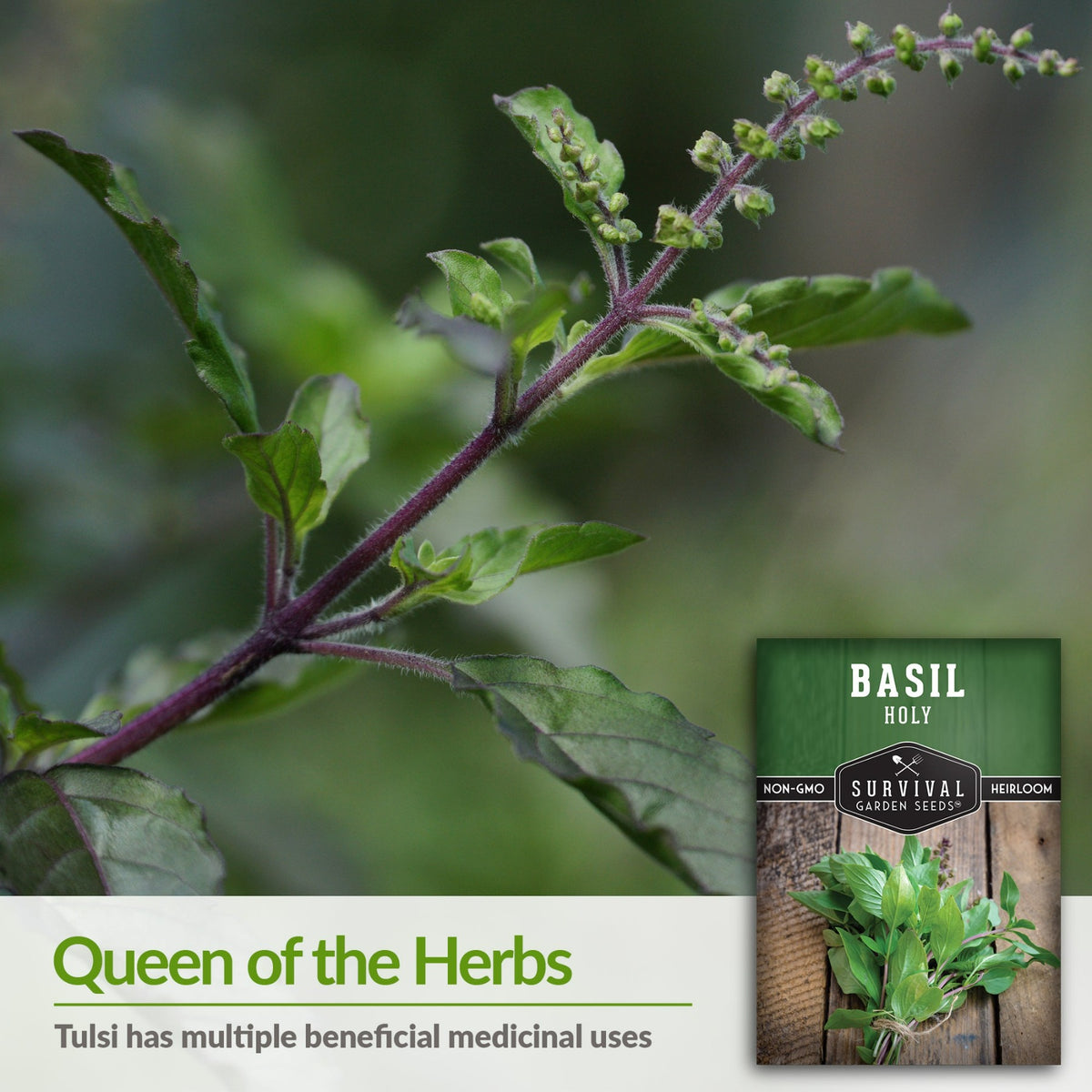 Holy Basil or Tulsi has multiple beneficial medicinal uses