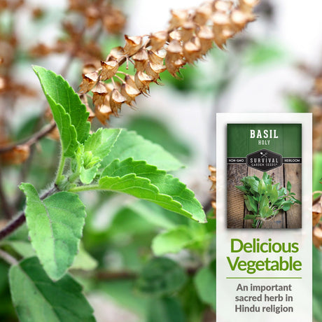 Holy Basil is an important sacred Hindu herb