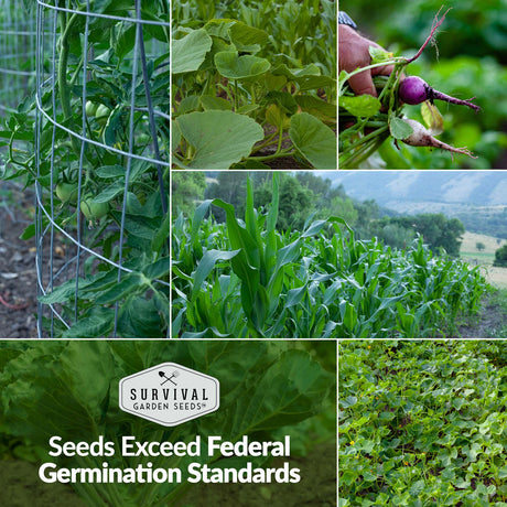 Seeds exceed federal germination standards