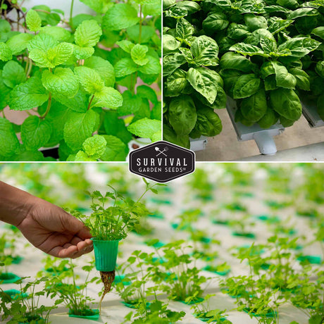 Hydroponic mint, basil and cilantro