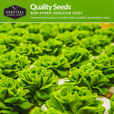 Quality hydroponic vegetable seeds