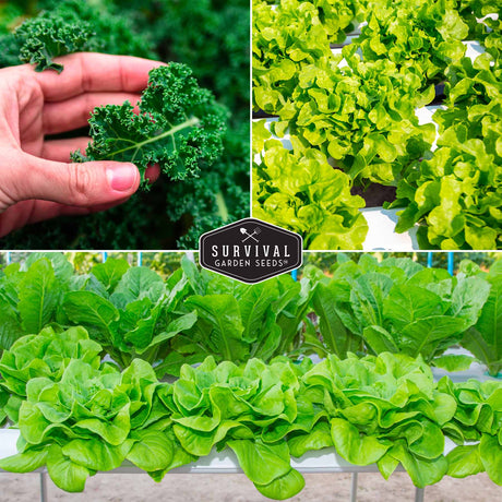 Kale and Lettuce grown hydroponically