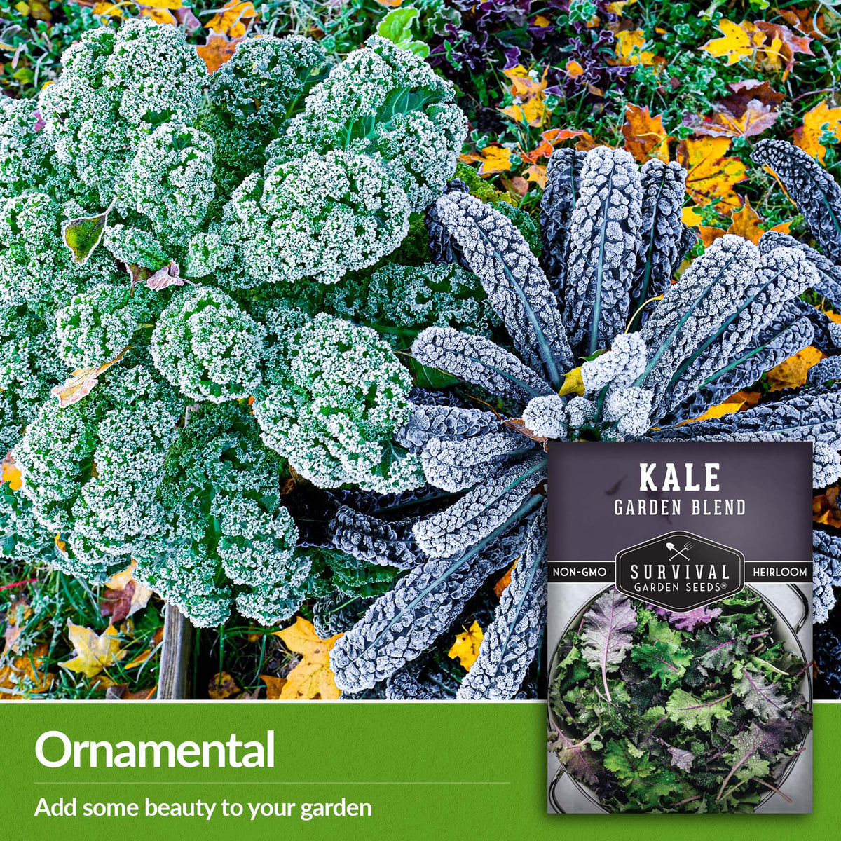 Garden Blend Kale can add ornamental beauty to your garden