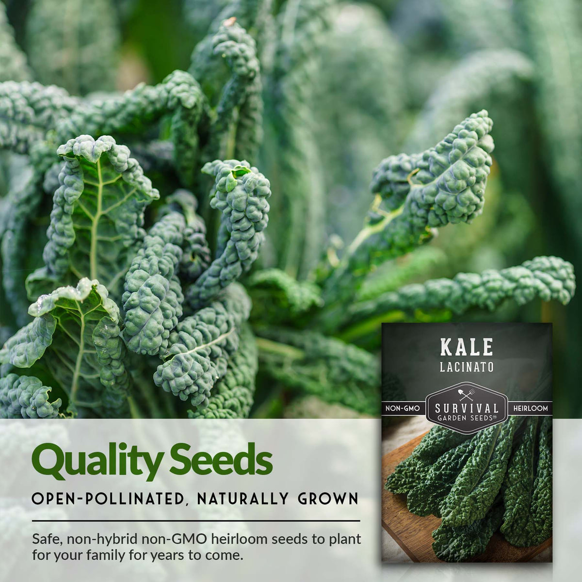 Quality dinosaur kale seeds