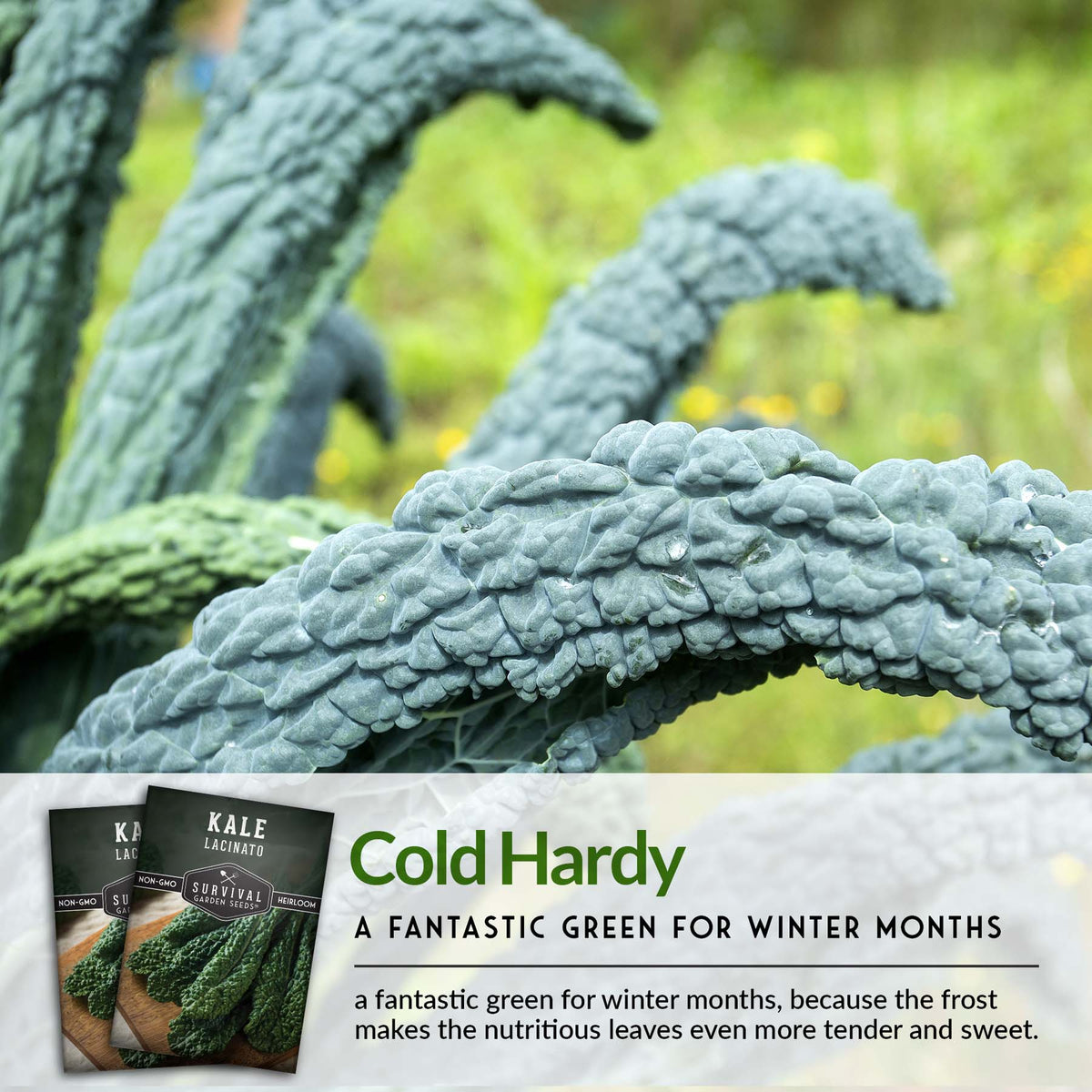 Kale is a cold hardy green that will last into winter