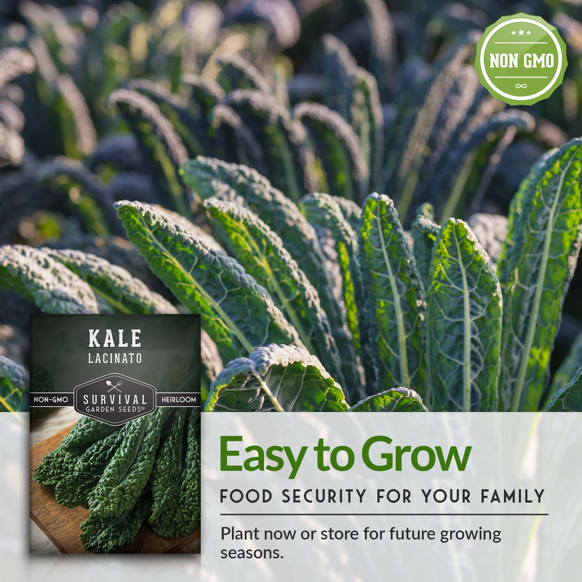 Kale is easy to grow