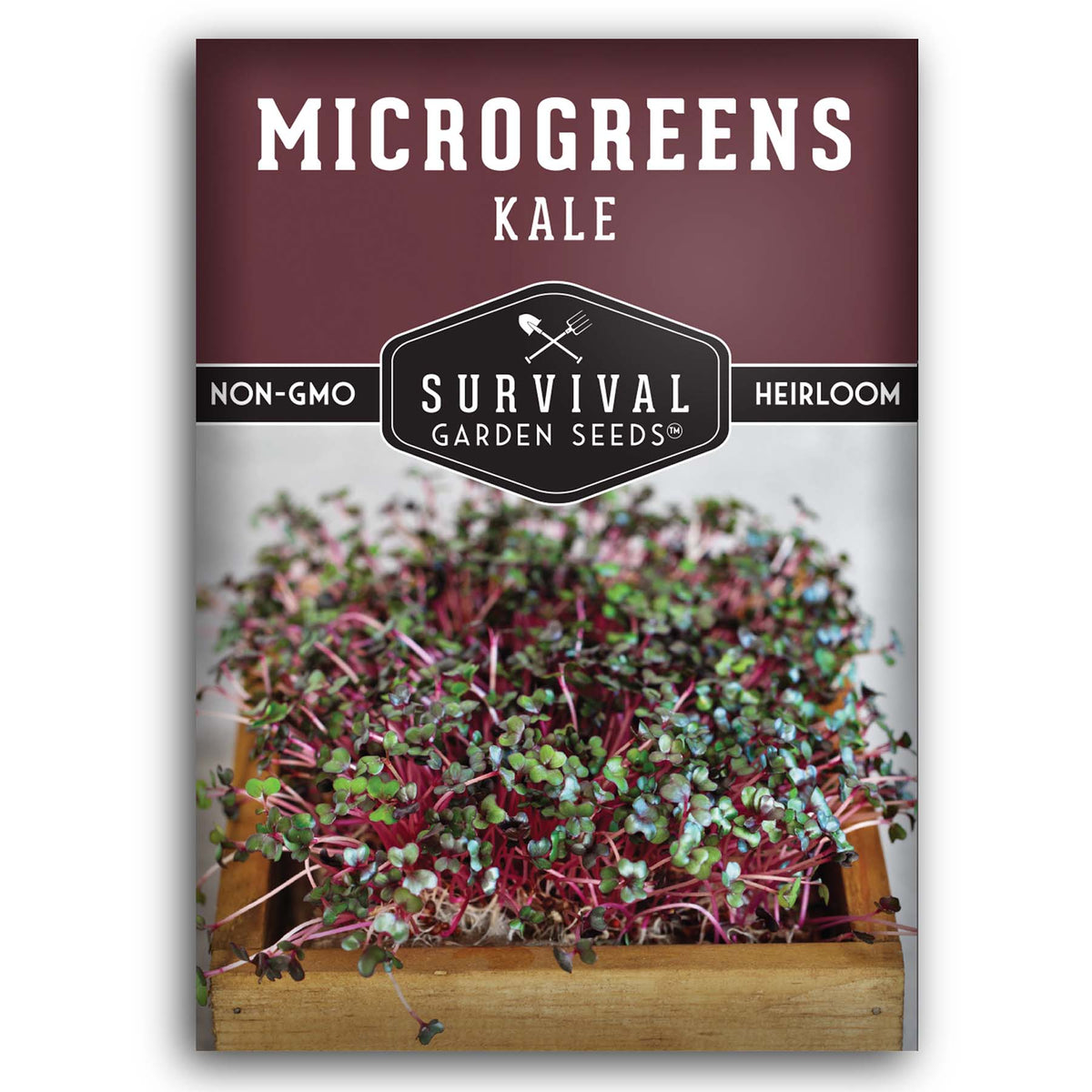 Kale Microgreen seeds for sprouting