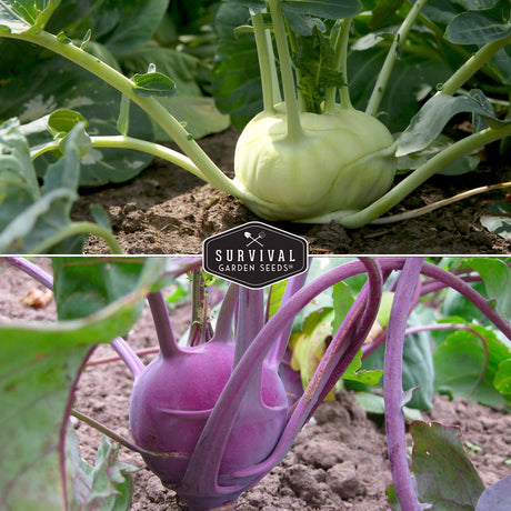 white and purple kohlrabi