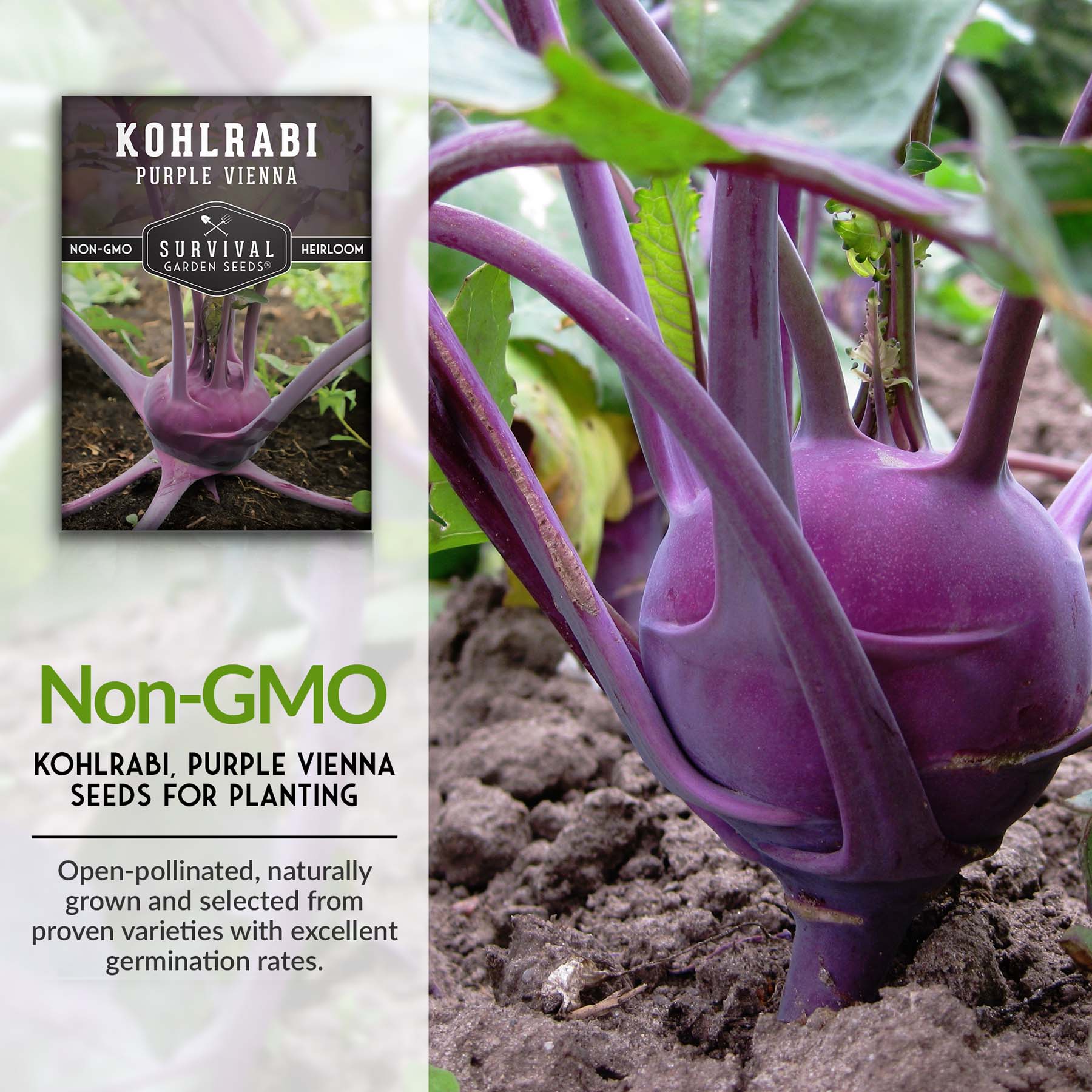 Purple Vienna Kohlrabi Seeds – Heirloom Cole Crop