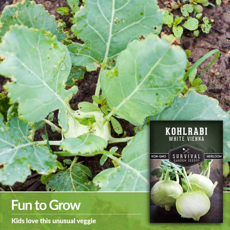 Kids love the unusual veggie - Kohlrabi